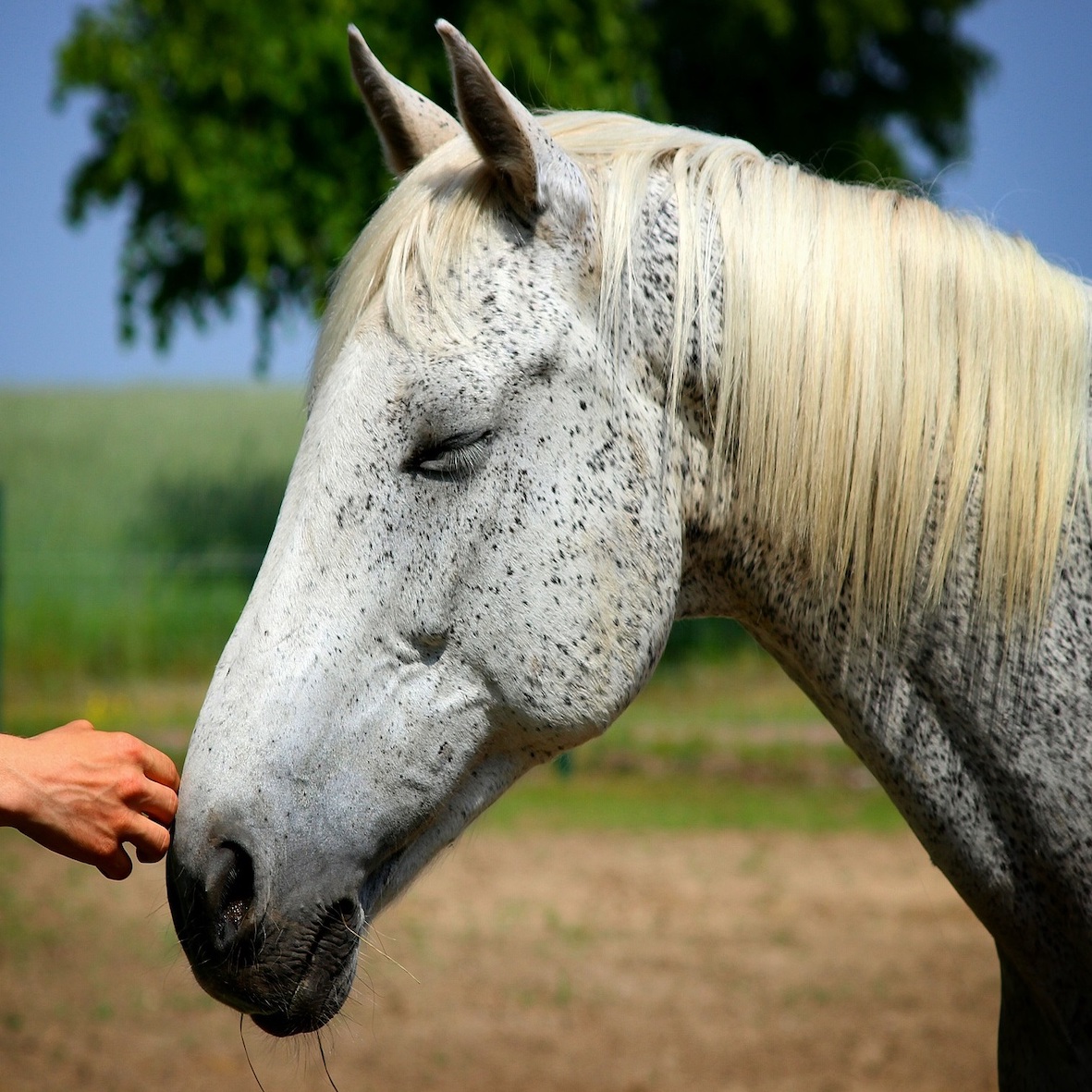 Cranio und Tierkommunikation für Pferde